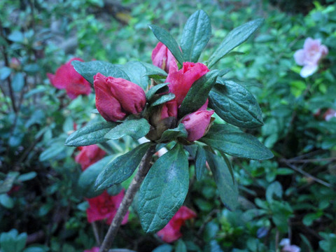 杜鹃花（非高清）