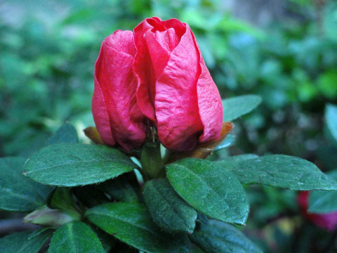 杜鹃花（非高清）