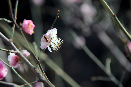 梅花