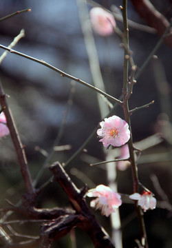 梅花