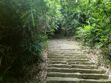 热带雨林 山路石阶