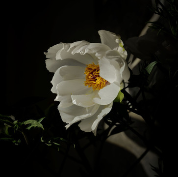 白色的牡丹花