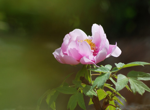 芍药花开