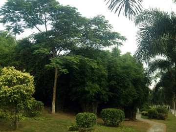 海南热带植物园林景观
