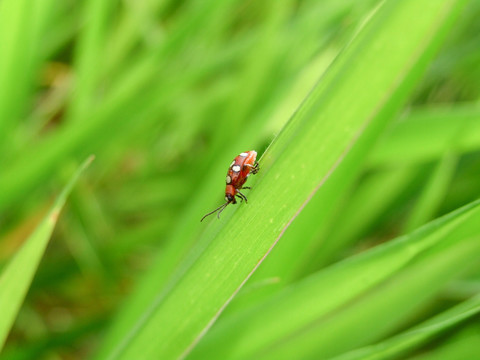 小甲虫