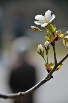 桃花