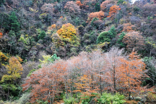 四川广元唐家河