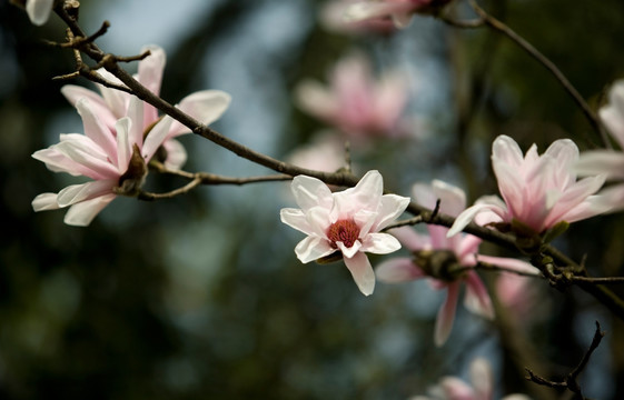 玉兰花