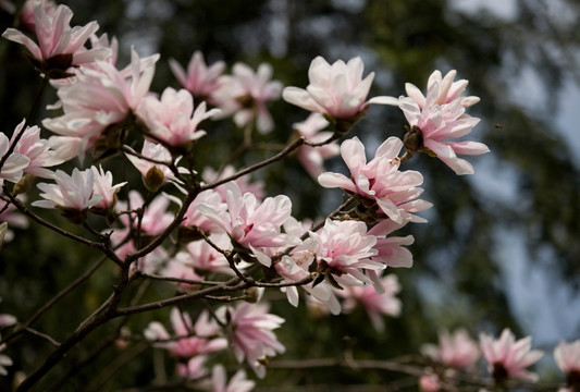 玉兰 木笔花