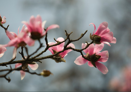 玉兰花