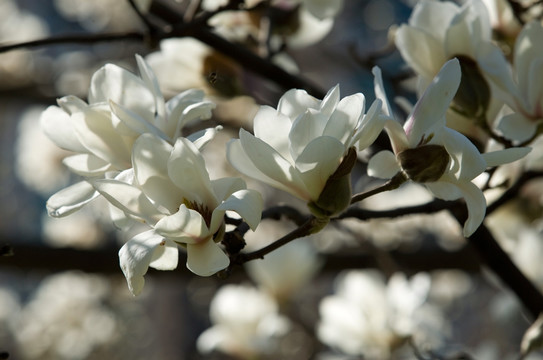 玉兰花