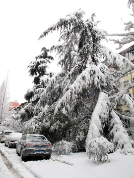 大雪压青松