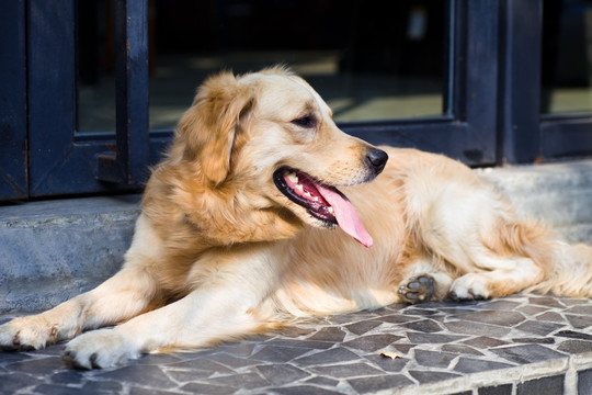 金毛巡回犬