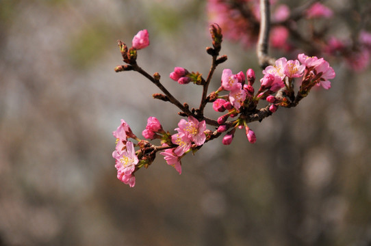 桃花