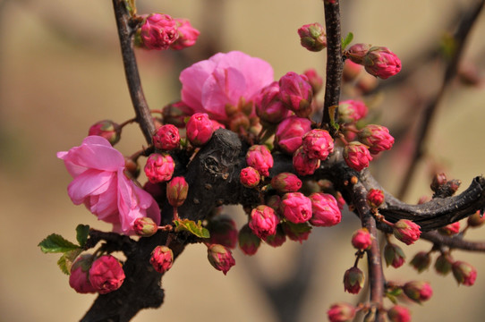 桃花