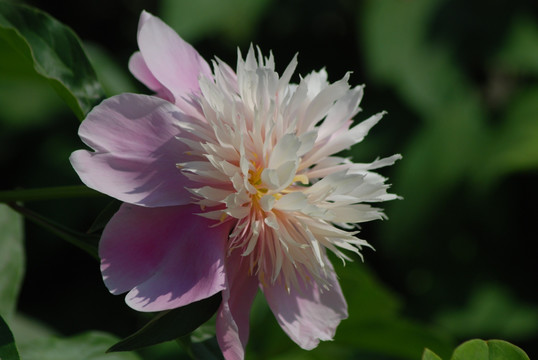 芍药花开