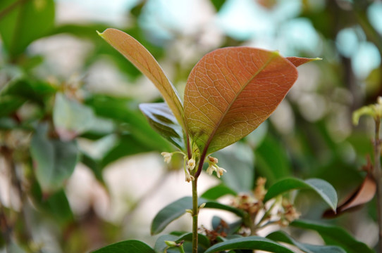 桂花