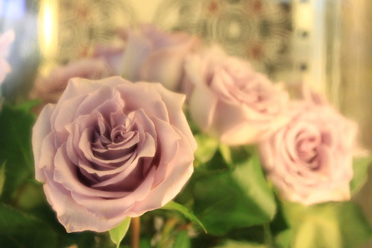 淡紫玫瑰