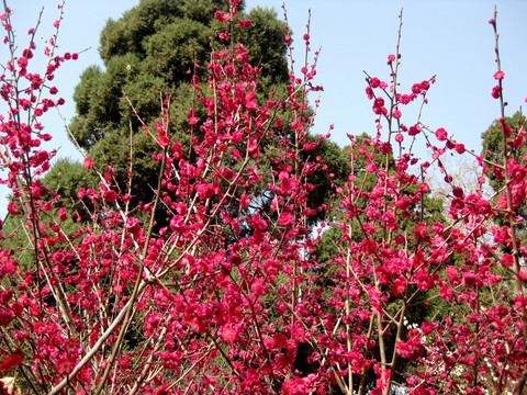 桃花笑春风