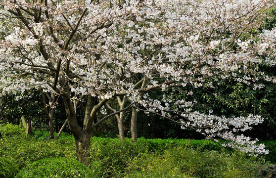 樱花树