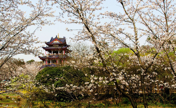 鼋头渚樱花