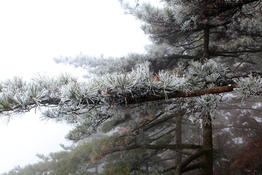 黄山雪松