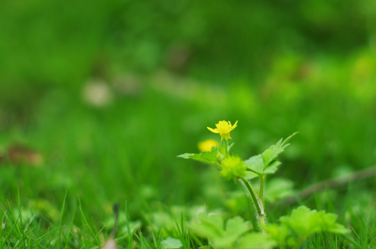 黄花