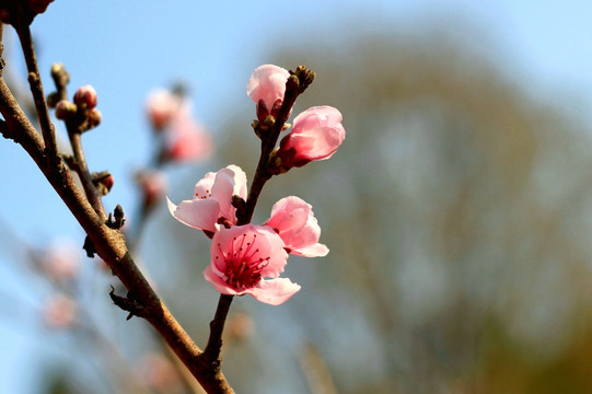 桃花