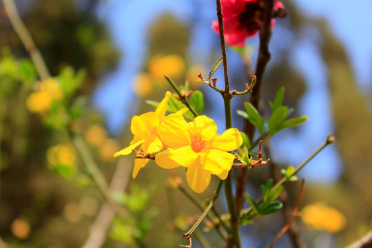 迎春花