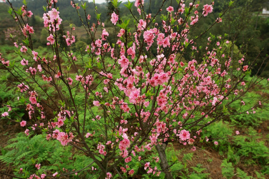 樱花