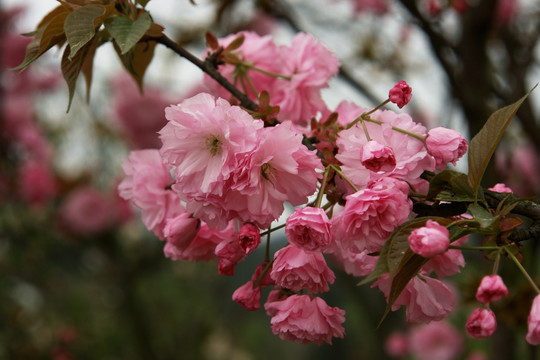 樱花