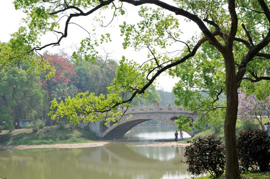 华南植物园 林园景观