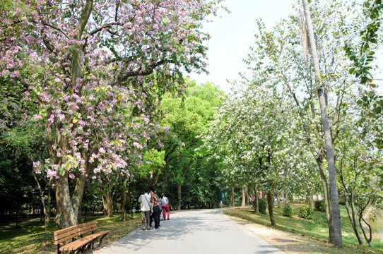 华南植物园 紫荆花