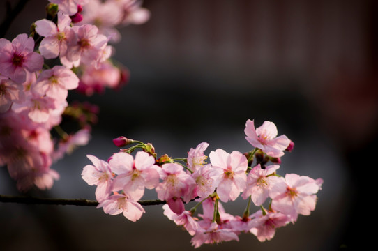 芙蓉花