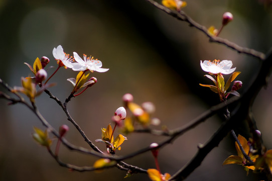 李花