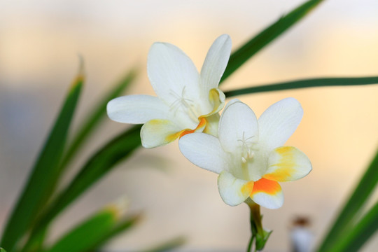 香雪兰 花卉