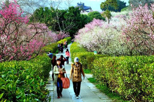 梅花山