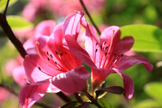 杜鹃花