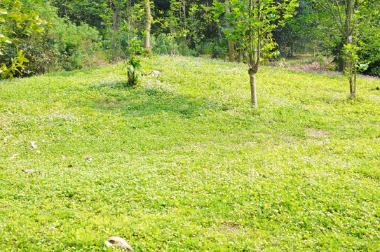 华南植物园 草坪 草地