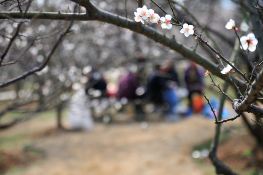 香雪海梅花