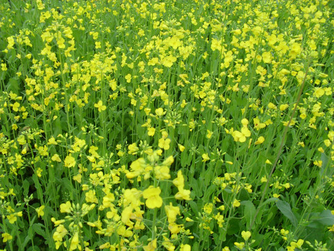 油菜花基地