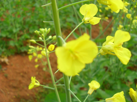 春天的油菜花