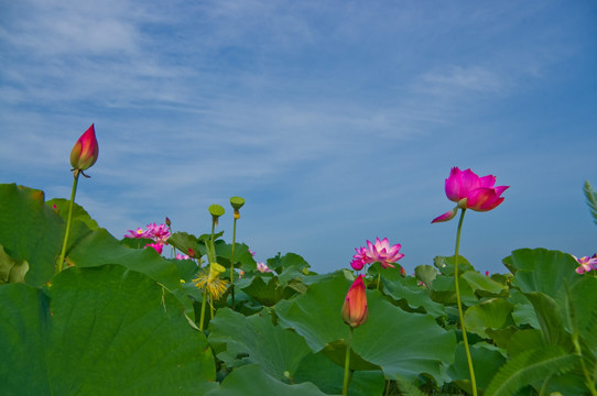 荷花