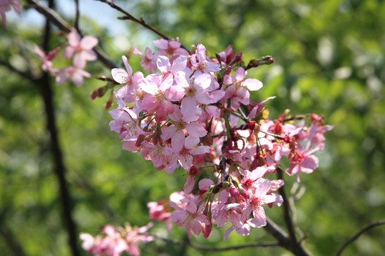 樱花