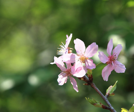 樱花