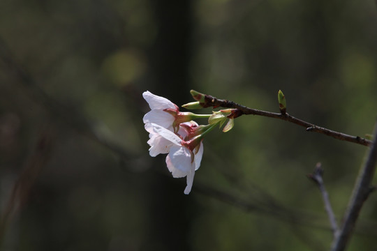 樱花