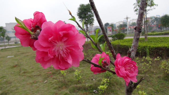 桃花朵朵开