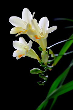 香雪兰 麦兰 花卉