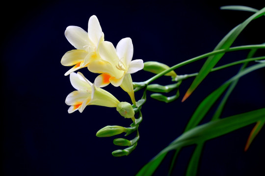 香雪兰 麦兰 花卉