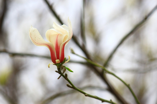 玉兰花